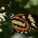 Euryanassa Clearwing