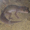 Leopard gecko