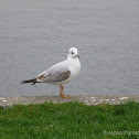 Black-headed Gull