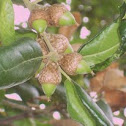 Acorns