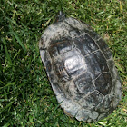 Red-Eared Slider