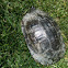 Red-Eared Slider
