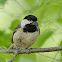 carolina chickadee