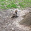Grey squirrel 