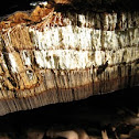 annual growth zones of Artist's Conk fungus