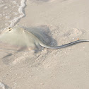 Stingray