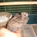 Mourning Dove