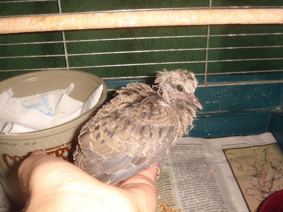 Spotting Image 1