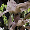 Stanhopea orchid