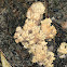 Crown Coral