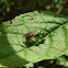 Sweat Bee