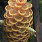 Beehive Ginger