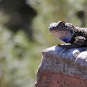 Great Basin Fence Lizard