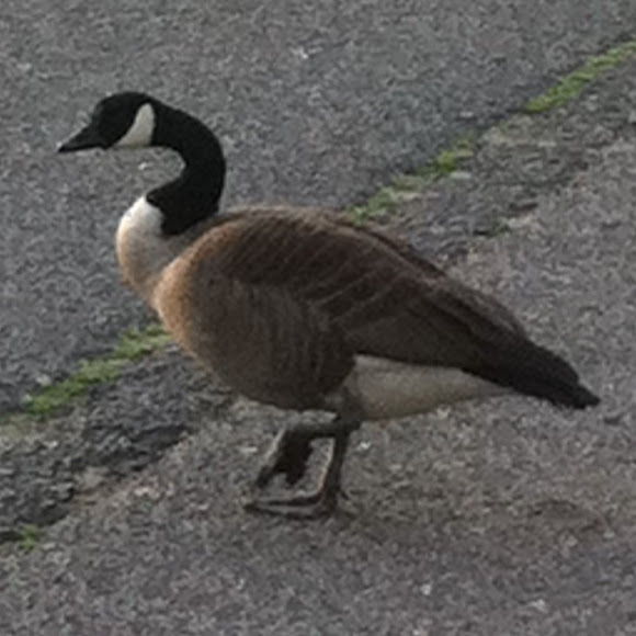 Spotting Image 1