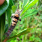 Gypsy moth catterpilar?