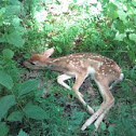 Whitetail Deer