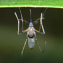 mosquito