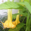 Yellow Angel's Trumpet