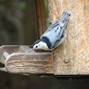White-breasted Nuthatch