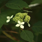Silverleaf Hydrangea