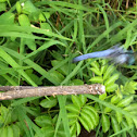 Great Blue Skimmer dragonfly (male)