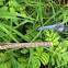 Great Blue Skimmer dragonfly (male)