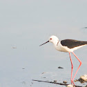 Black-winged Stilt