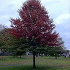 Red Maple