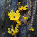 Jelly Fungus