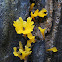 Jelly Fungus