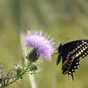 Black swallowtail butterfly