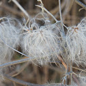 Old man's beard and Traveller's Joy