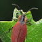 Net-winged Beetle