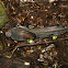 Superb Lyrebird