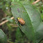 Christmas beetle