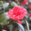 Camellia