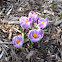 Crocus