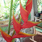 Heliconia