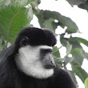 colobus monkey
