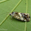 Noctuid moth