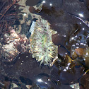 Aggregate green anemone