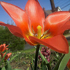 Orange Tulip