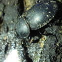 Escarabajo