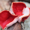Scarlet Elf Cup