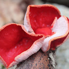 Scarlet Elf Cup