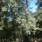Quaking aspen