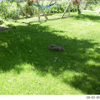 rabbit
