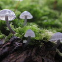 mycena pseudocorticola