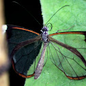 glasswing