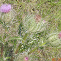 Field Thistle